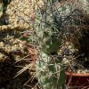 Tephrocactus_aoracanthus